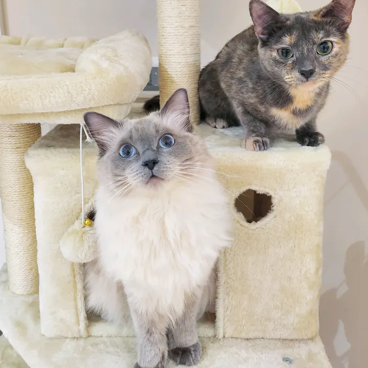 Smochi Cats
