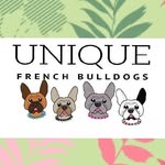 Unique French Bulldogs