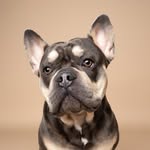 Jack | French Bulldog