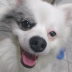 S A M Y   BOY
