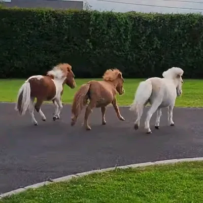 BOB, TOFFY AND BAMBI