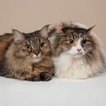 Tibubb Cat