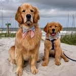 Nova & Hudson | Golden Retrievers