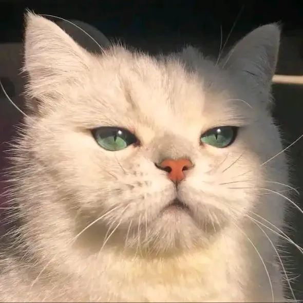 قطاوة كيوت