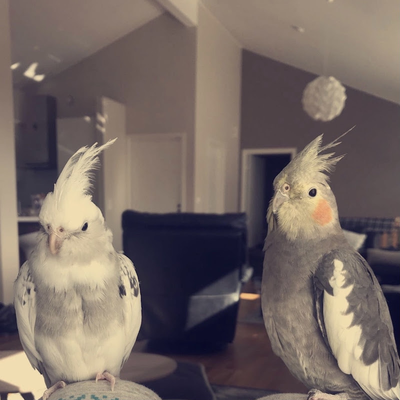 Cockatiel Disco & Snowy