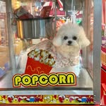 Popcorn 🐶🍿