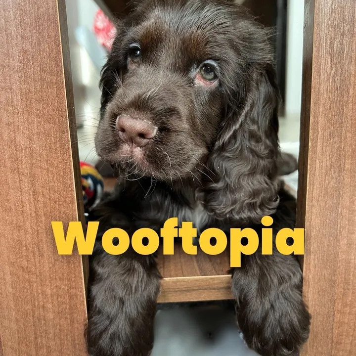 wooftopia__