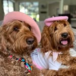 🐾 Kona & Kailua’s Shenanigans 🐾
