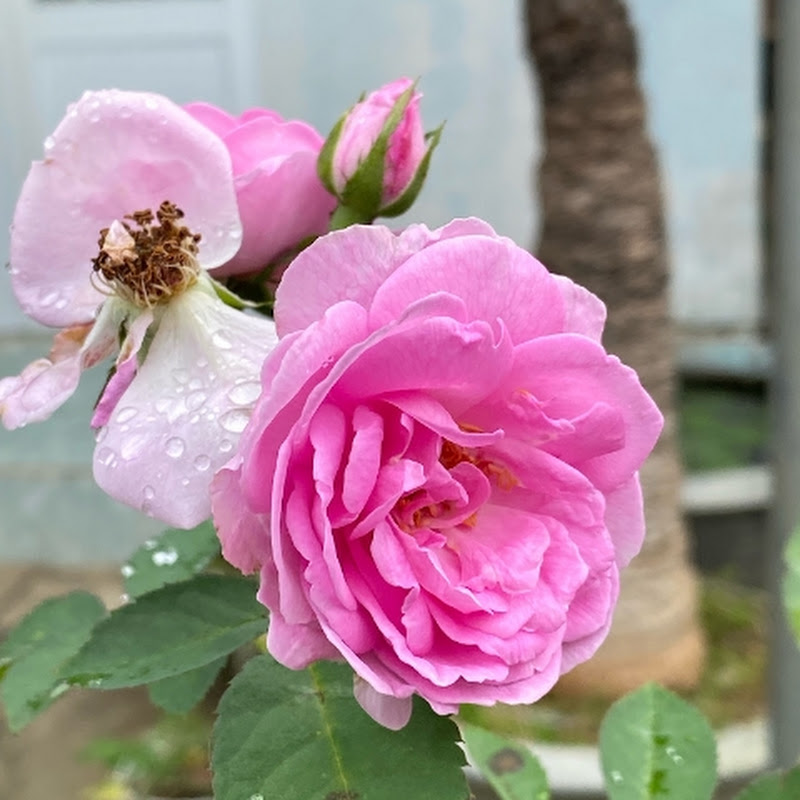 Petal and Leaf