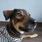 MOUSE | A timid Mongrel