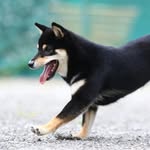 おはぎ 豆柴
