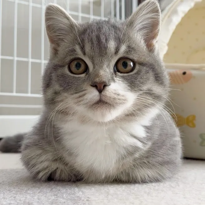 ねこの付き人🐾