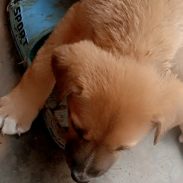 🇺🇬ROCKY AND CHARLIE 🐕🦮