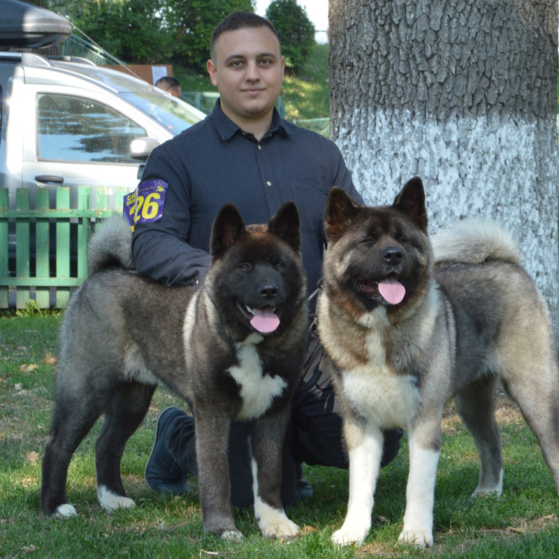 Misa & Kenzo the American Akitas