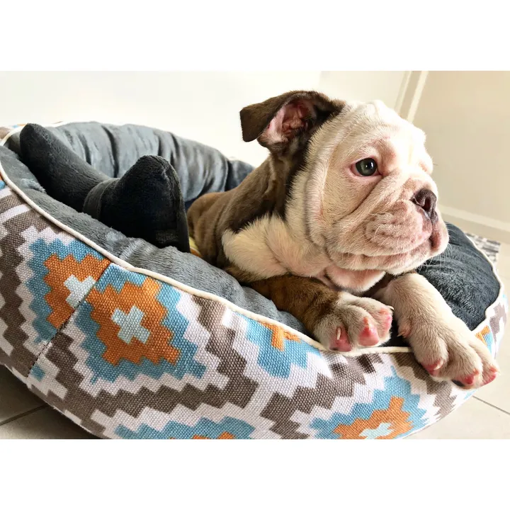 Sucre The Bulldog
