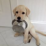 labrador love