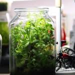 Wabikusa & Terrarium