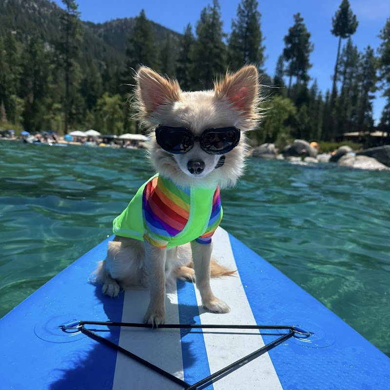 Funny Dog Videos