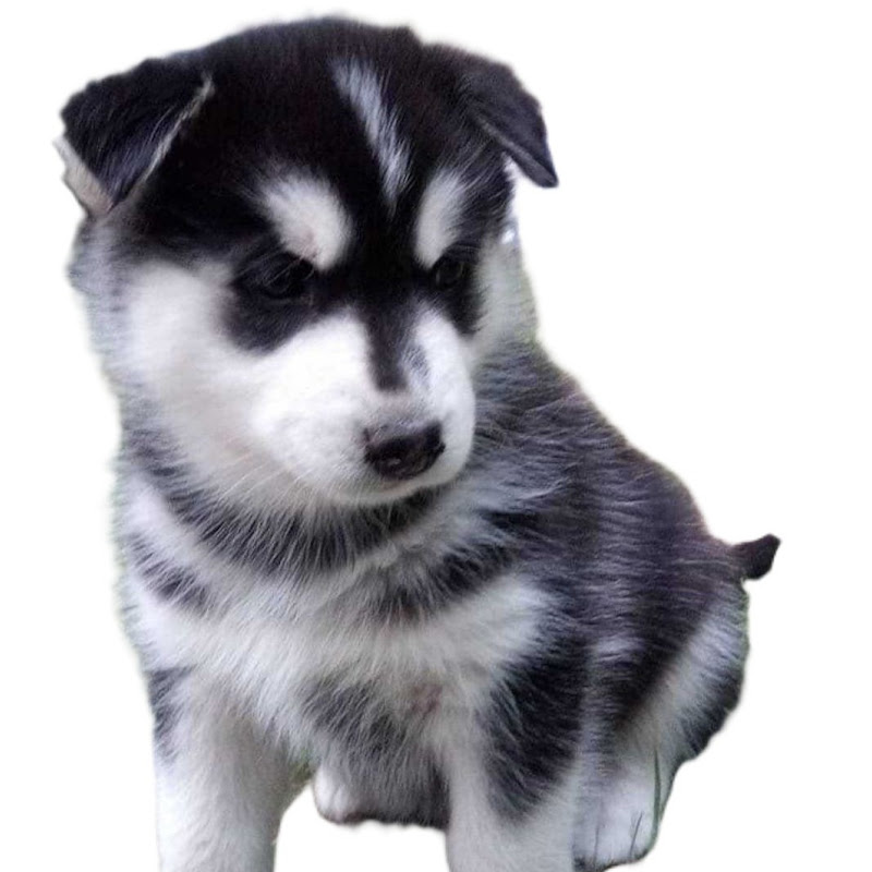 Husky Panda