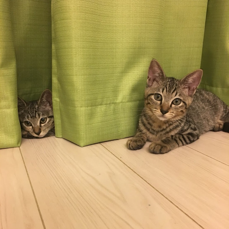 ゆずレオチャンネル