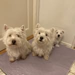 Luna, Isla and Papu