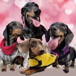 Cesare 💙Ninetta 💜Regina 💖Ray 💚 Dachshunds✨