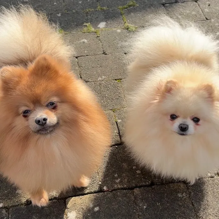 Ares & Luna
