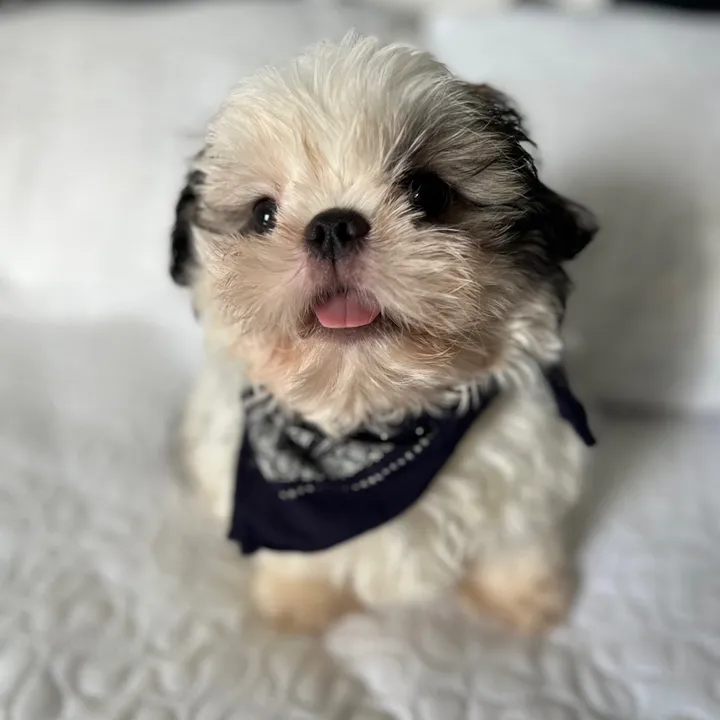 Tacodeamorr