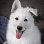 Funny dog memes and video's
