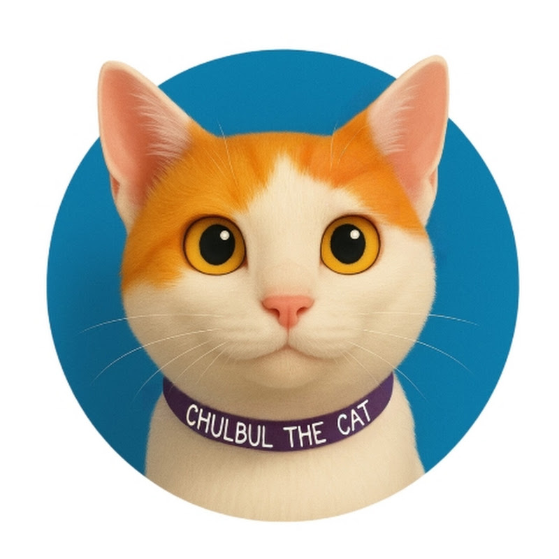 Chulbul The Cat
