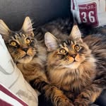 Teddy and Nala Maine Coon Twins