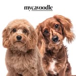 mycavoodle