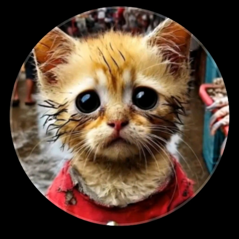 Meow Neow