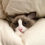 nana  ٛ •༝• ٛ ٍฅ