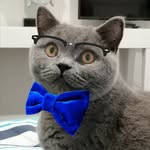 George 🥝Kiwi Bro  / Cat Life 📍