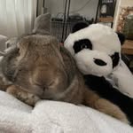 Flip & Beau