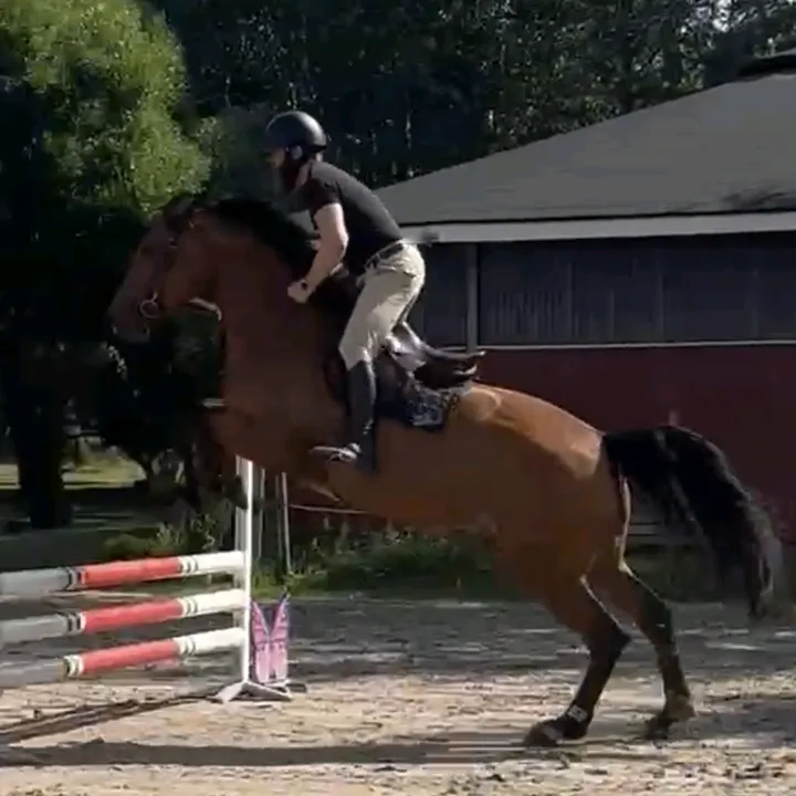 Sjundeå tiger 💫