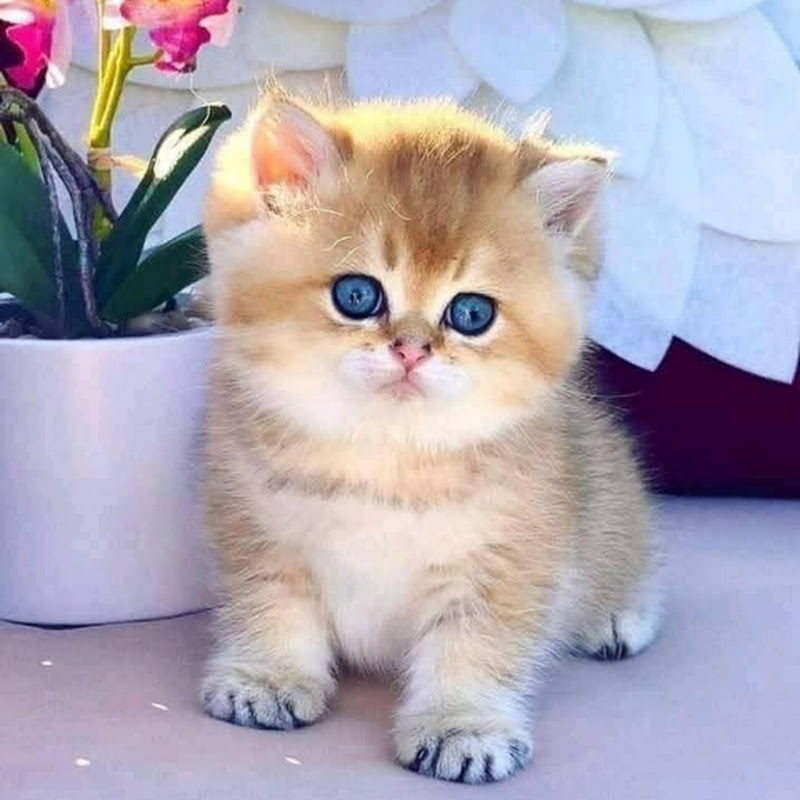 المغربي في الخليج | Moroccan in the Gulf ⭐