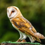 Screech Owl Sanctuary & Animal Park