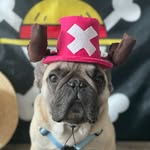Napoleon the Frenchie
