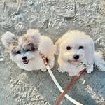 Life With Two Pups