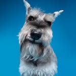 Muffin, Miniature Schnauzer