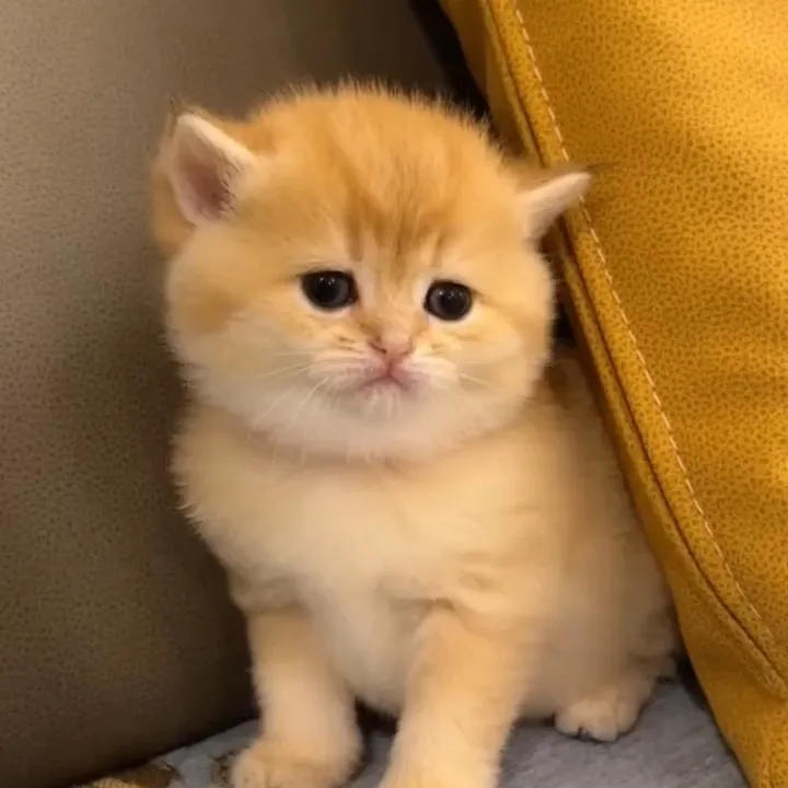 Pop
