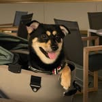 小狗