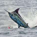 Fjmata