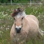 horsemanship, driving & riding