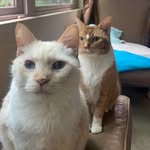 mishmish & coal