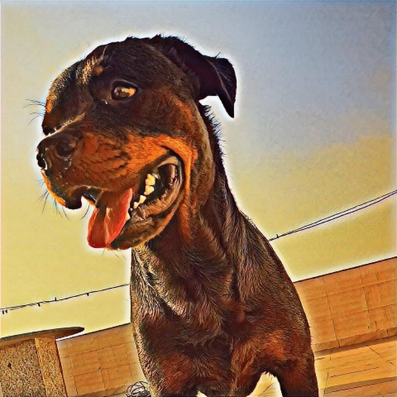 Nancy the Rottweiler 