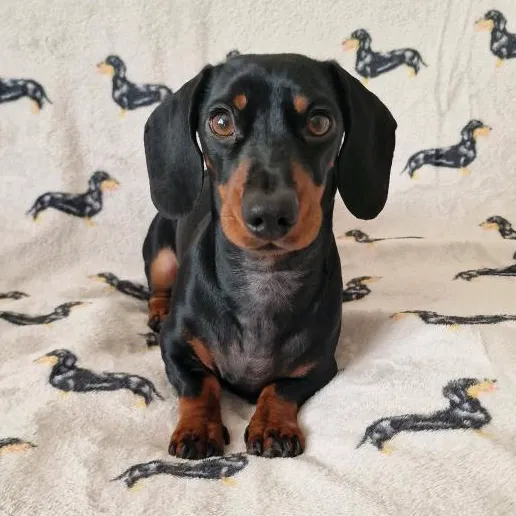 @Rolo.mini.sausage