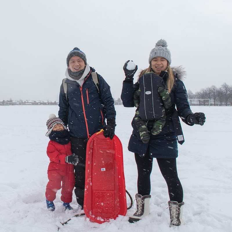 The Olive Tree Family